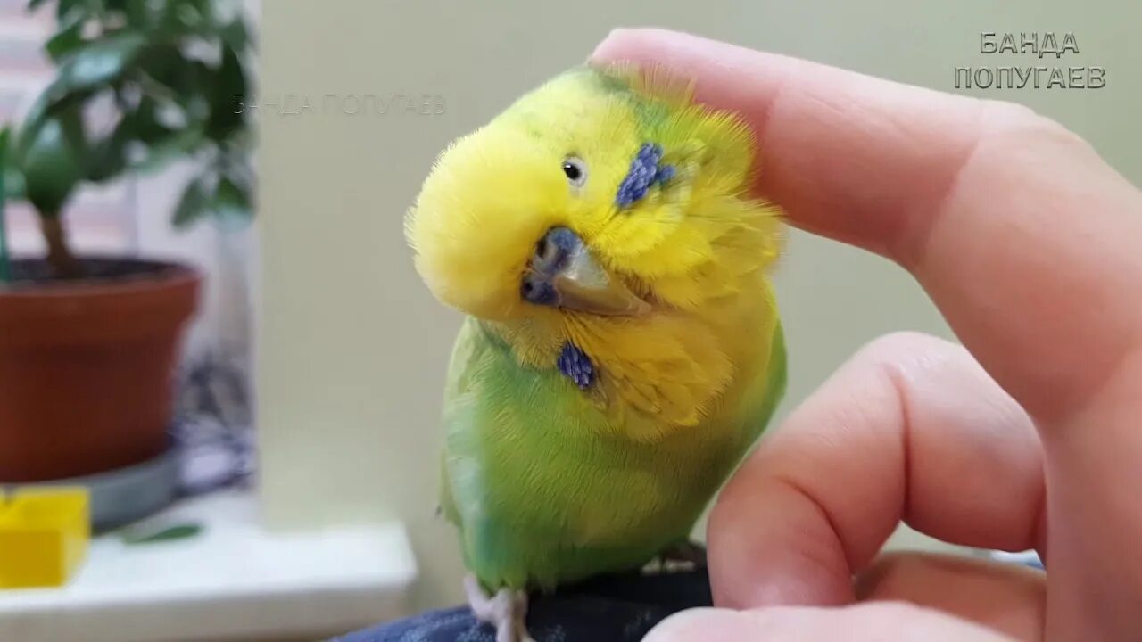 Волнистый попугайчик голубой. Видеоурок для попугаев. Попугай поет. Учить попугая птичка. Урок для попугая привет.