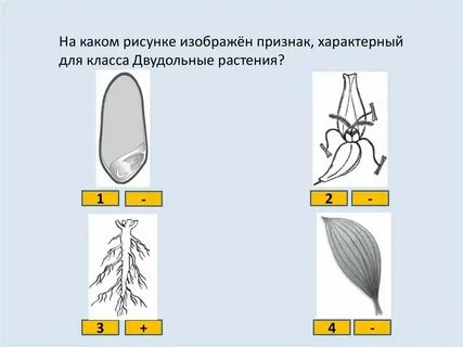 Какой признак не характерен для анемофильных