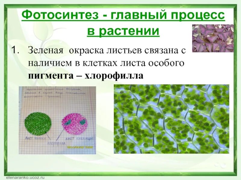 Как выделить хлорофилл из зеленых листьев. Фотосинтетические клетки в листе растения. наличие в клетках хлорофилла. опыты с хлорофиллом. наличие пигментов фотосинтеза.