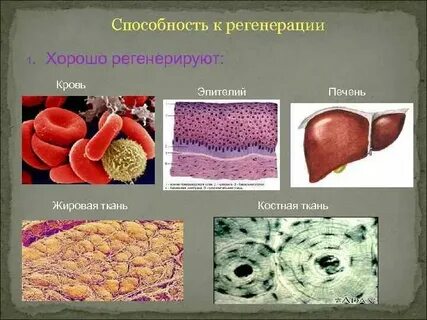 Регенерация какой ткани