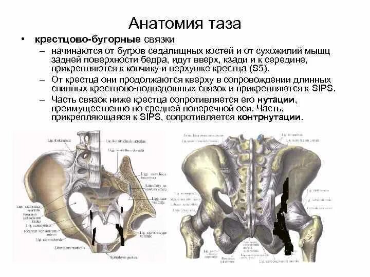Крестцово подвздошный латынь. Крестцово подвздошный сустав анатомия строение. кости таза анатомия вид сзади. строение таза мужчины вид сзади. соединение костей таза вид спереди.