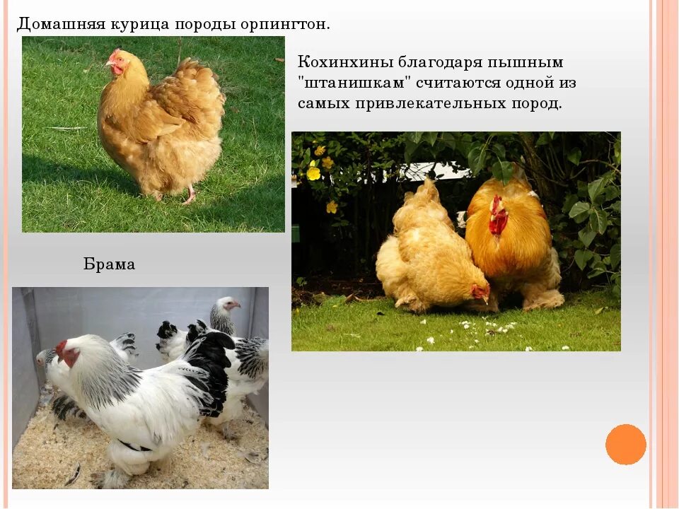 МАСТЕР ГРЕЙ - Крупная высоко продуктивная: 180 KGS ᐈ Куры, петухи Бишкек 9877395