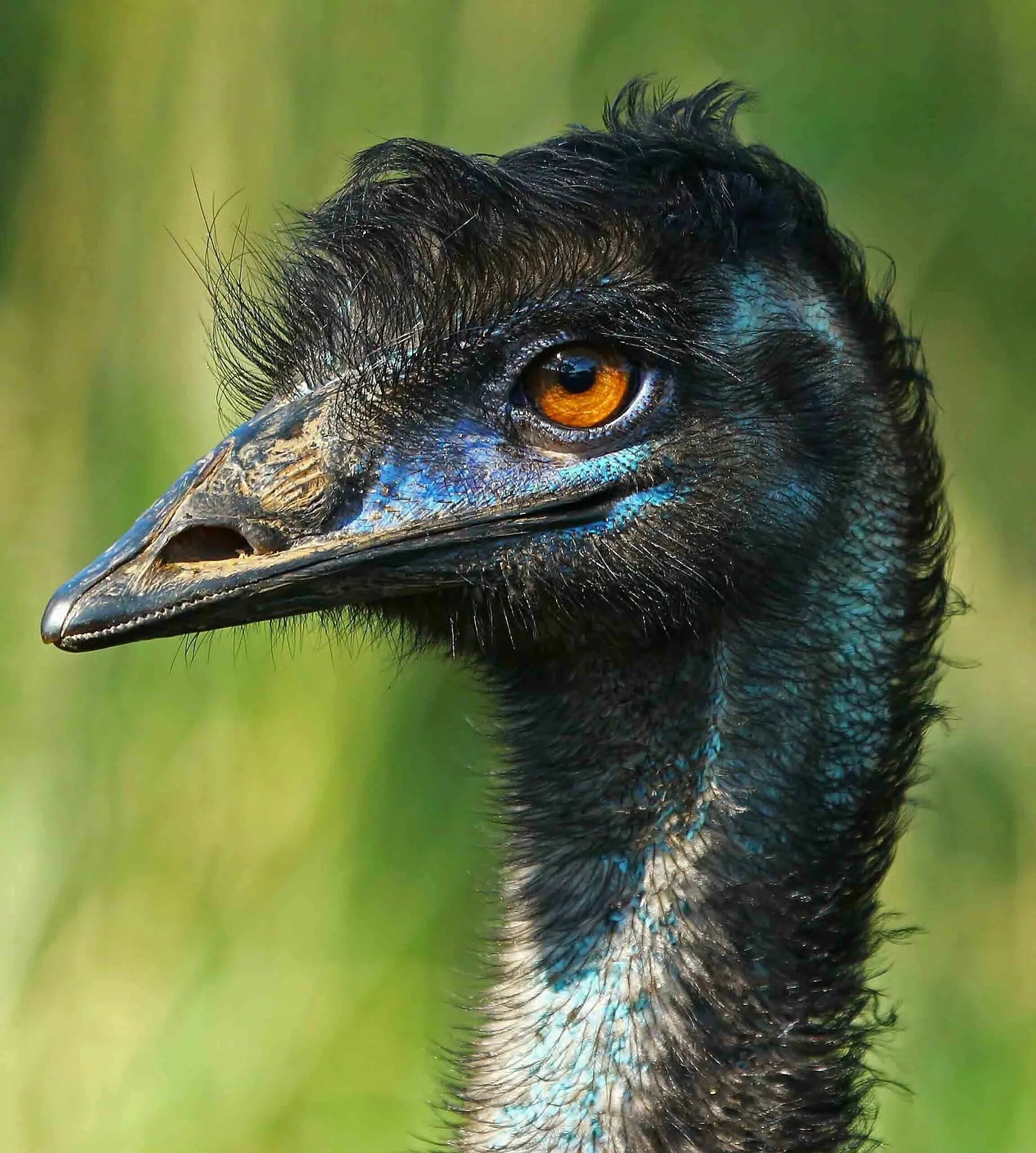 животные австралии страус эму. птица эму. птица эму. страус эму. животные австралии страус эму.