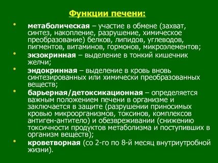 Метаболические функции печени
