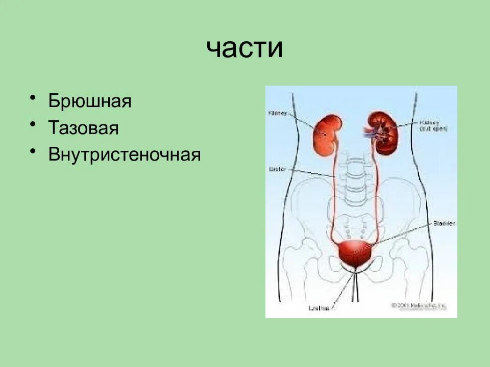 Тазовая часть мочеточника. Части мочеточника. Брюшная часть мочеточника. Строение мочеточника. Брюшная и тазовая часть мочеточника.