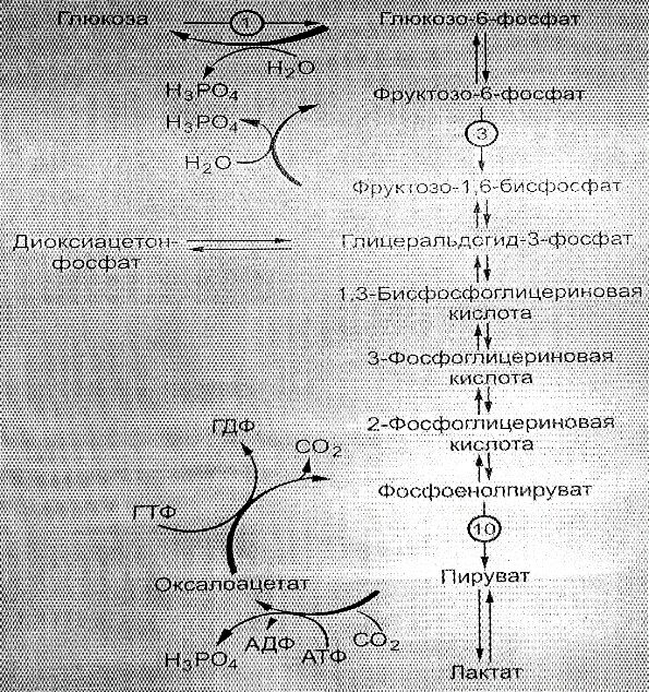 Превращение атф и синтез глюкозы. Схема глюконеогенеза из молочной кислоты. глюконеогенез биохимия схема. схема гликолиза и глюконеогенеза. схема синтеза глюкозы из лактата.