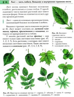 Какие листья у растения