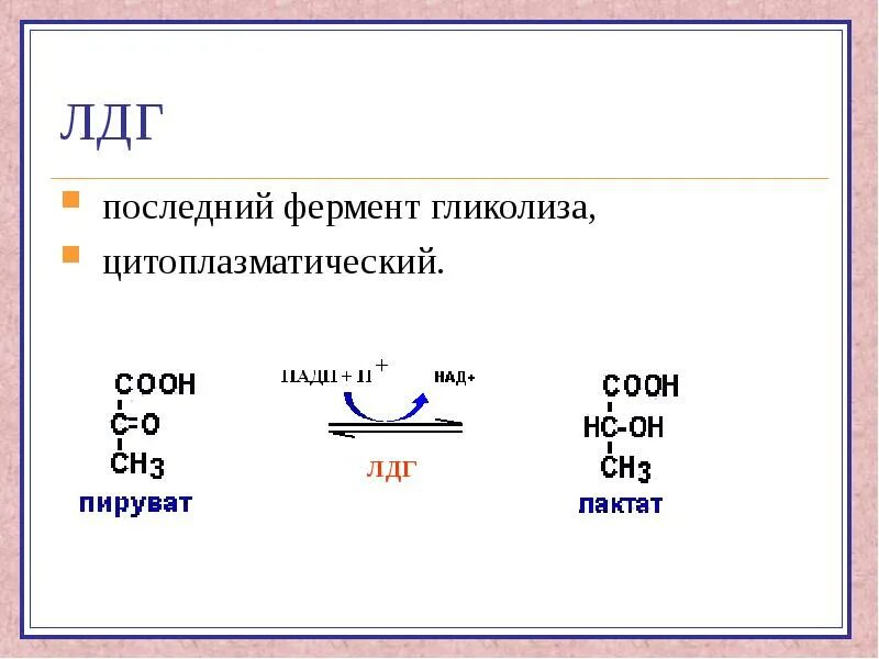 Фермент лдг. Лактатдегидрогеназа (ЛДГ) шифр фермента. ЛДГ механизм действия. ЛДГ класс фермента. Ферменты лактат дегидрогиназа.