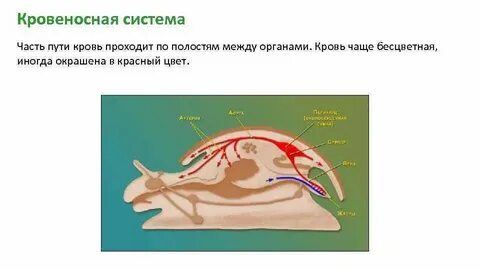 Кровеносная система замкнутого типа моллюски