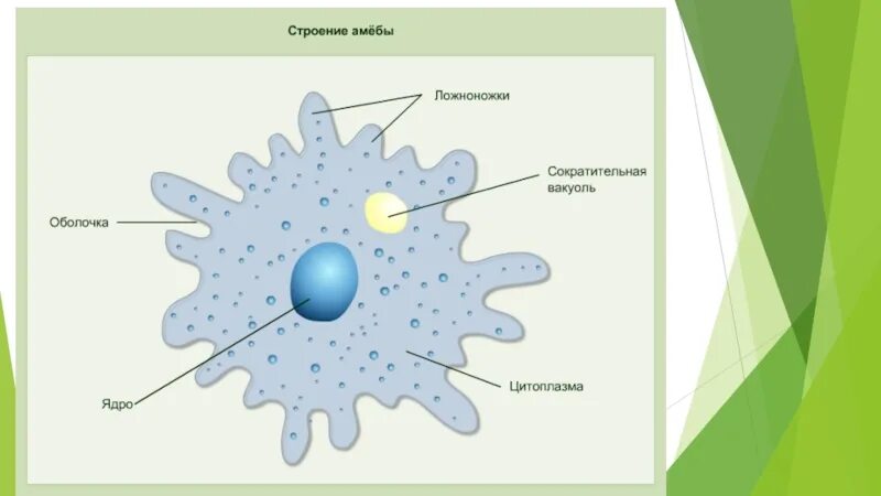 Сократительная вакуоль у амебы. Сократительная вакуоль амебы Протей. Амеба сократительная вакуоль рисунок. Амеба сократительные вакуоли. Амёба обыкновенная сократительная вакуоль.
