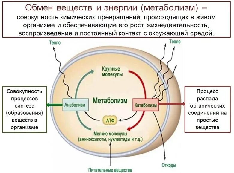 Энергия живых клеток организма. Обмен веществ и энергии. Обмен веществ и энергии метаболизм. Свойства живых организмов обмен веществ и энергии. Обмен веществ и превращение энергии свойства живых организмов.