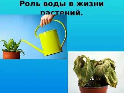Вода основа жизни растений