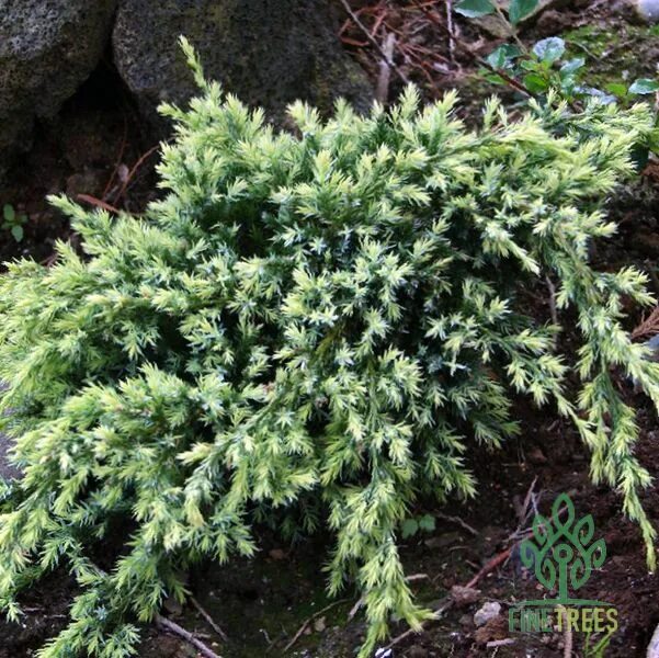 Можжевельник чешуйчатый "Флореант" (Juniperus squamata "Floreant") купить оптом 