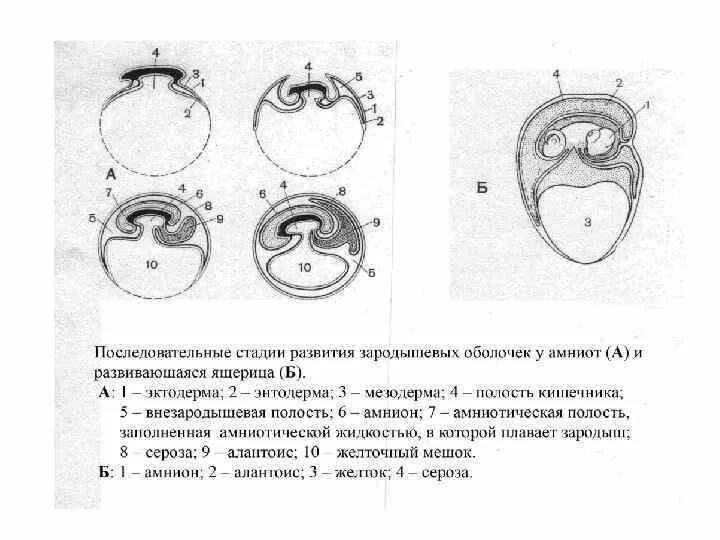 Стадии развития зародыша амниот. Стадия образования зародышевых оболочек амниот. Стадии развития зародыша и образования зародышевых оболочек амниот. Эмбриональное развитие этапы зародышевые оболочки.