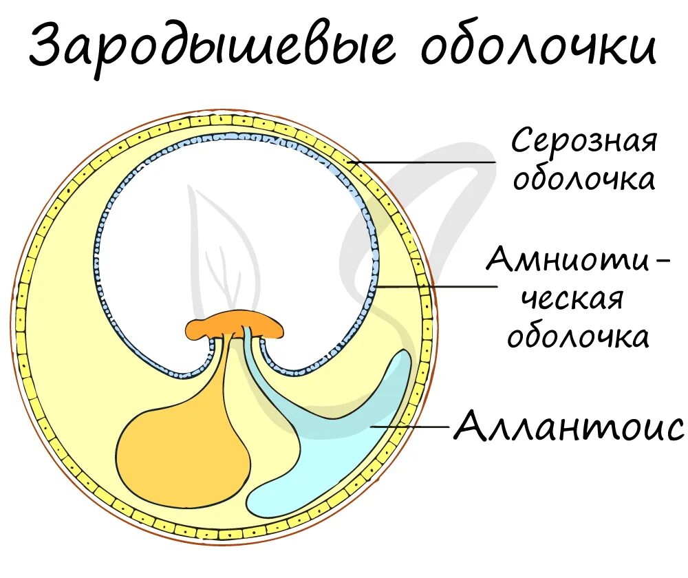 Развитие эмбрионов у пресмыкающихся. Строение яйца и зародышевые оболочки. Зародышевая оболочка амнион. Серозная оболочка аллантоис амниотическая оболочка. Зародышевые оболочки яйца птицы.