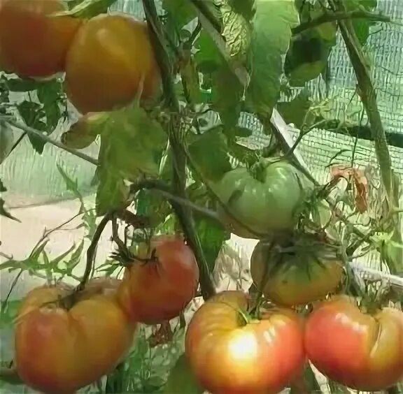 Садовый мир томаты. Томат большая Радуга. Сорт томатов большая Радуга. Семена томатов большая Радуга. Помидоры зеленоплодные биколоры.