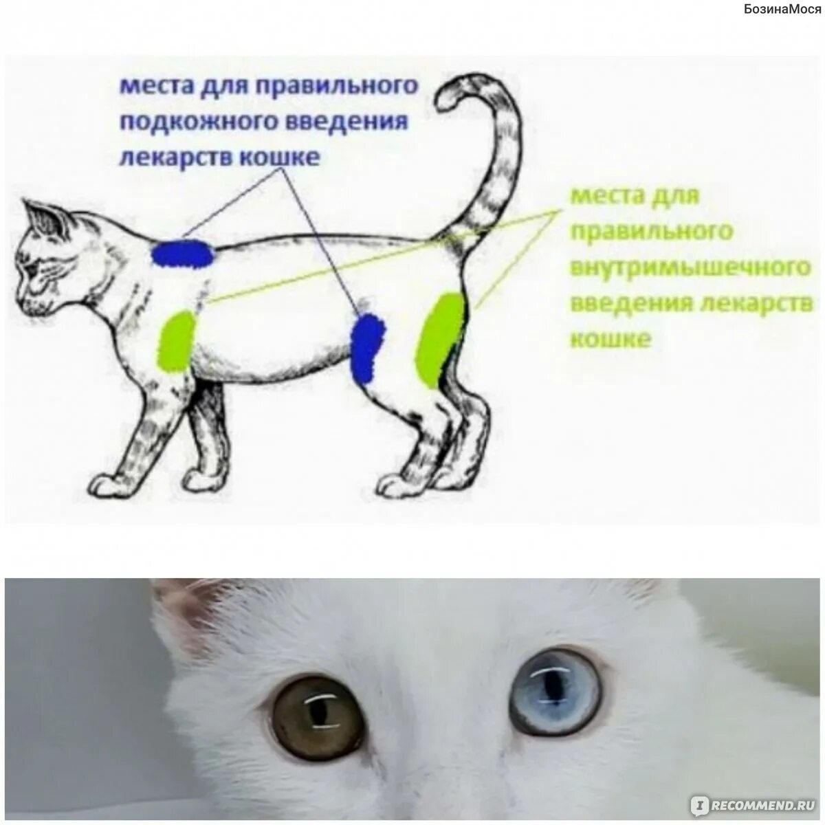 Действия кота если сема вопит. Укол кошке. Укол кошке внутримышечно в бедро. Уколы от аллергии для котов.