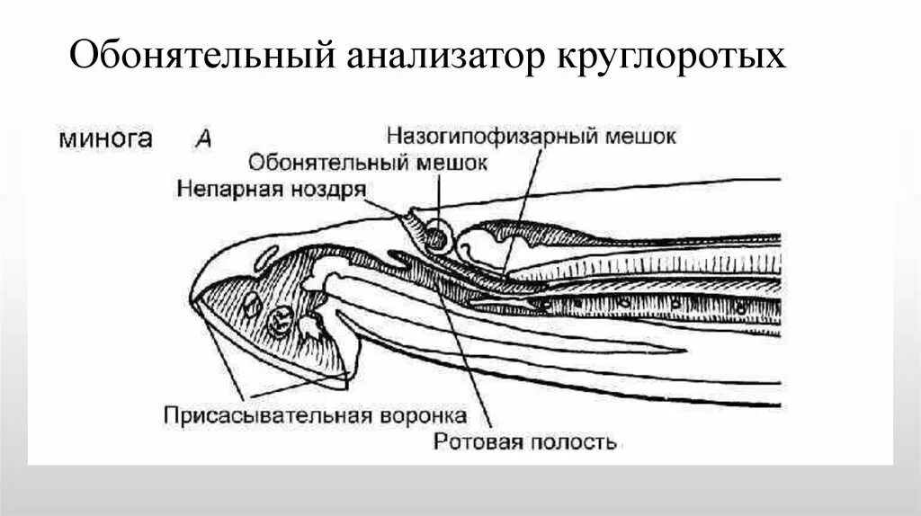 Орган обоняния у круглоротых. Внутреннее строение миноги кратко. Круглоротые обонятельный анализатор. Дыхательная система миксины.