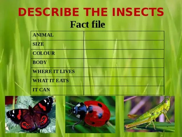 Fact file. Fact file о животном. write what the insects can do. describe the insects. facts insects.