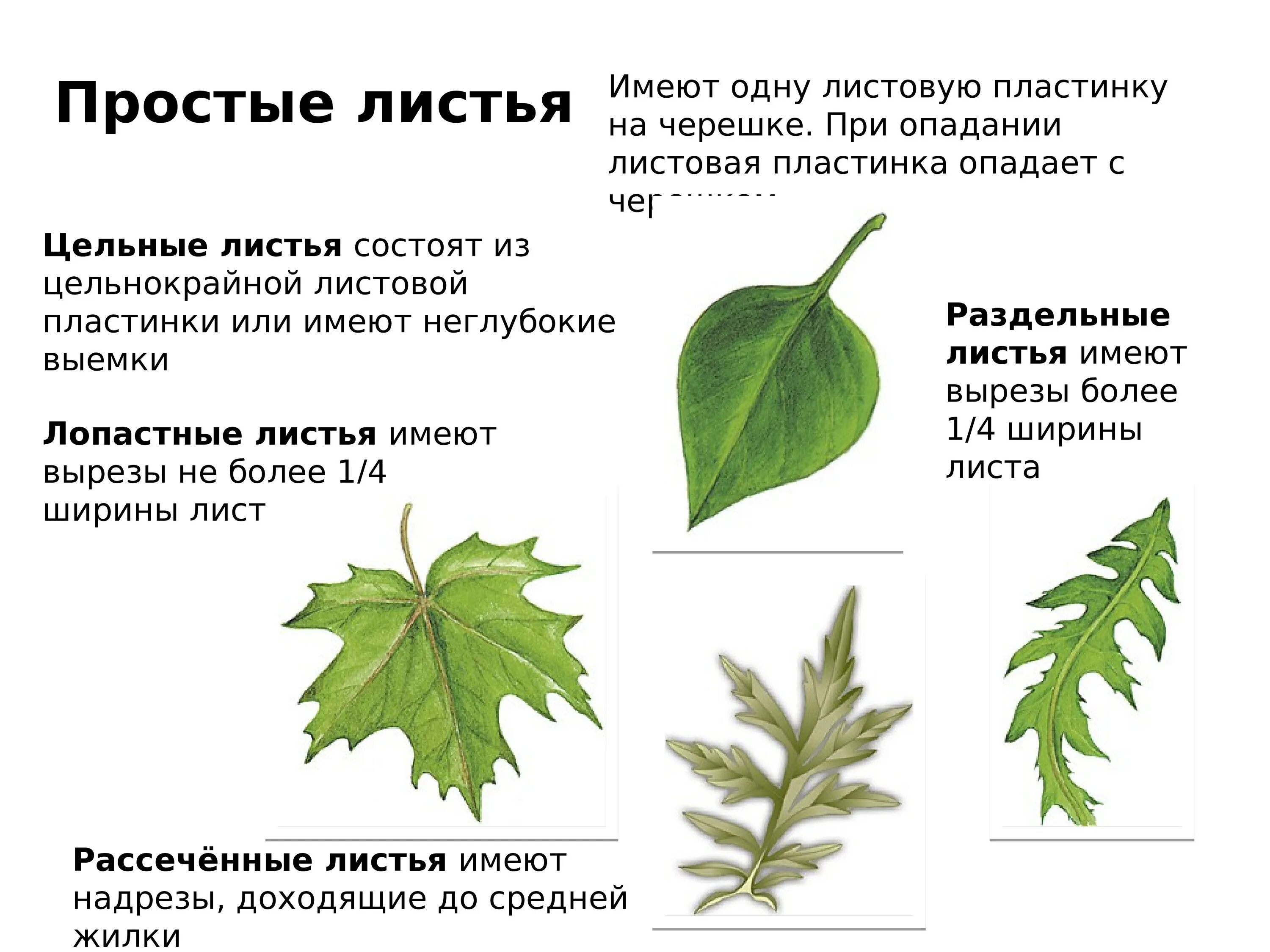 Лист 1 уровень. Листья цельные, цельнокрайние. Простой лист имеет черешок. Черешок и листовая пластинка. Простые листья имеют.