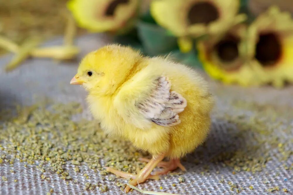 К чему снится цыпленок желтый. Желтый цыпленок. Цыпленок желтенький. Маленькие цыплята. Маленький желтый цыпленок.