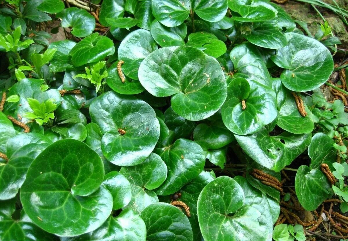 Копытень европейский asarum europaeum. Хоста копытень европейский. Копытень европейский. Хоста и копытень. Копытень растет.