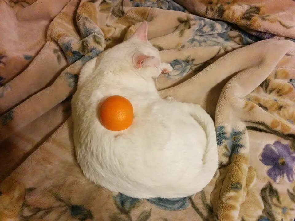 Кура кошка. Курица и кошка. Кошки с оранжевыми яичками. Кошка с куриной ножкой. Тести курица кошки.