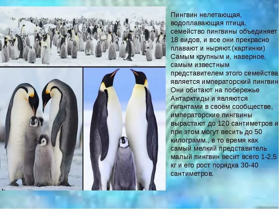 Рассказать о пингвинах. Рассказ о пингвине. Сообщение о пингвинах. Описание пингвина. Пересказ рассказов про пингвинов старшая