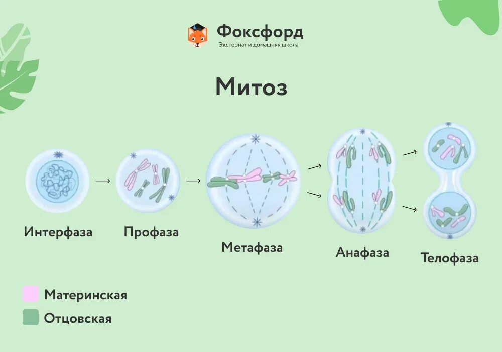 Изучение фаз митоза на фиксированном препарате метод. Схема стадий митоза. Фазы митоза схема. Типы деления клеток митоз. Деление клетки митоз схема.