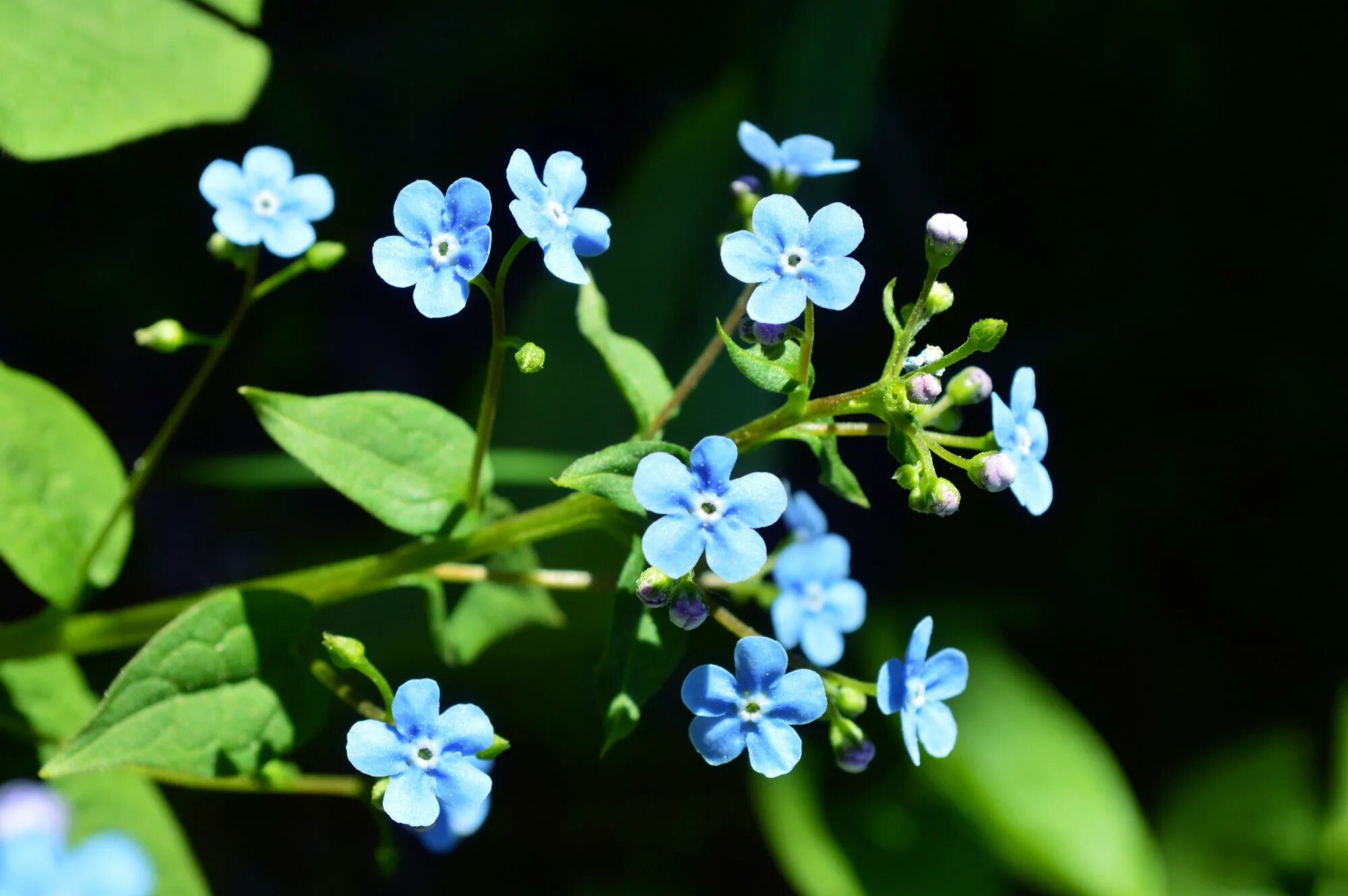 Маленькие незабудки. Незабудка Альпийская Виктори Роуз. Мелкие синие цветы. Маленькие цветы.