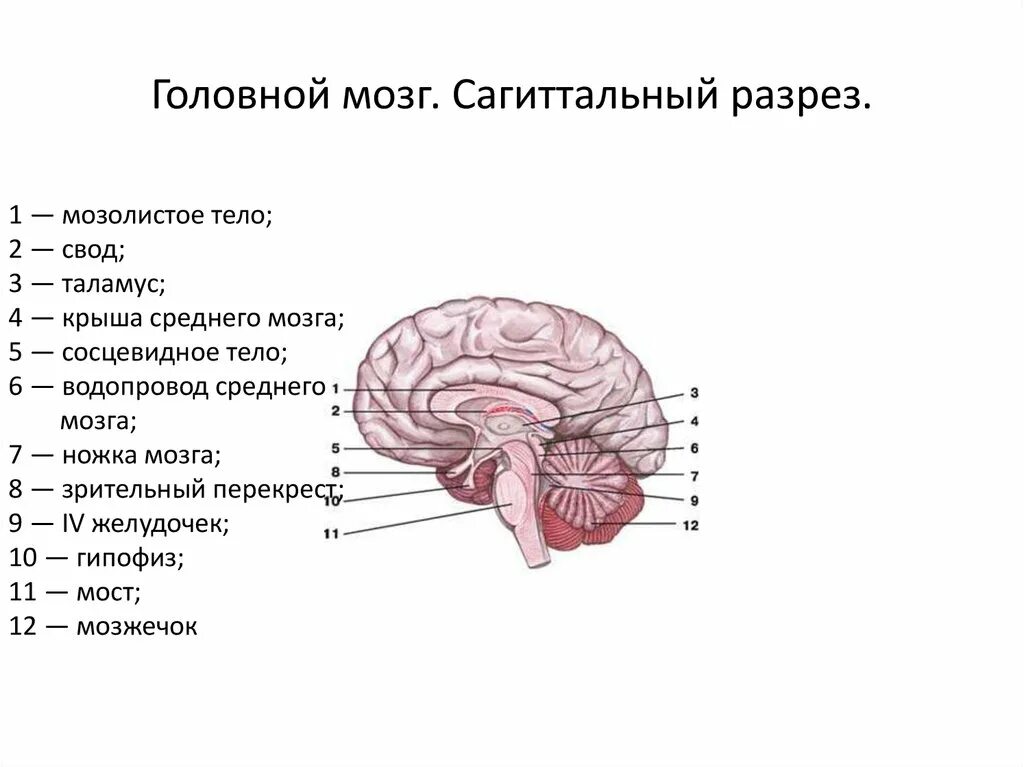 Головной мозг сагиттальный разрез атлас. 4 желудочек головного мозга на сагиттальном разрезе. Общий план строения головного мозга в сагиттальном разрезе. Отделы головного мозга на сагиттальном разрезе. Сагиттальный разрез головного мозга промежуточный мозг.