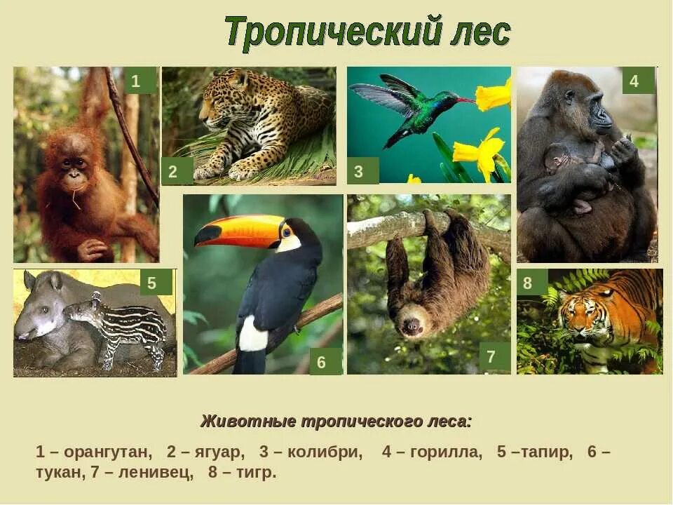 Какие животные в тропической зоне