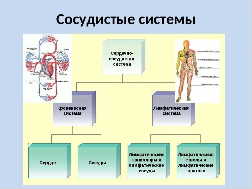Сосуды выполняющие функцию сердца