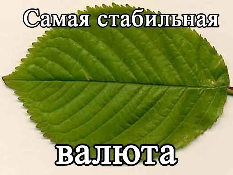 Листок плоть
