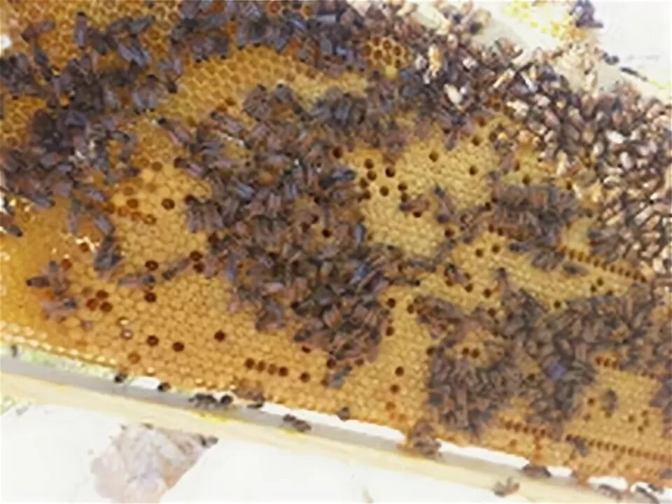 Пчелы 1 разбор. Пчела итальянка. Пчелиный Рой на чердаке. Сколько стоит 1 пчела. Рой 4 кг. Сколько рамок пчелы.