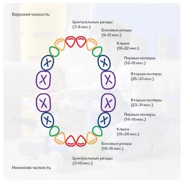 Зубы до года как растут. Зубы до года как растут