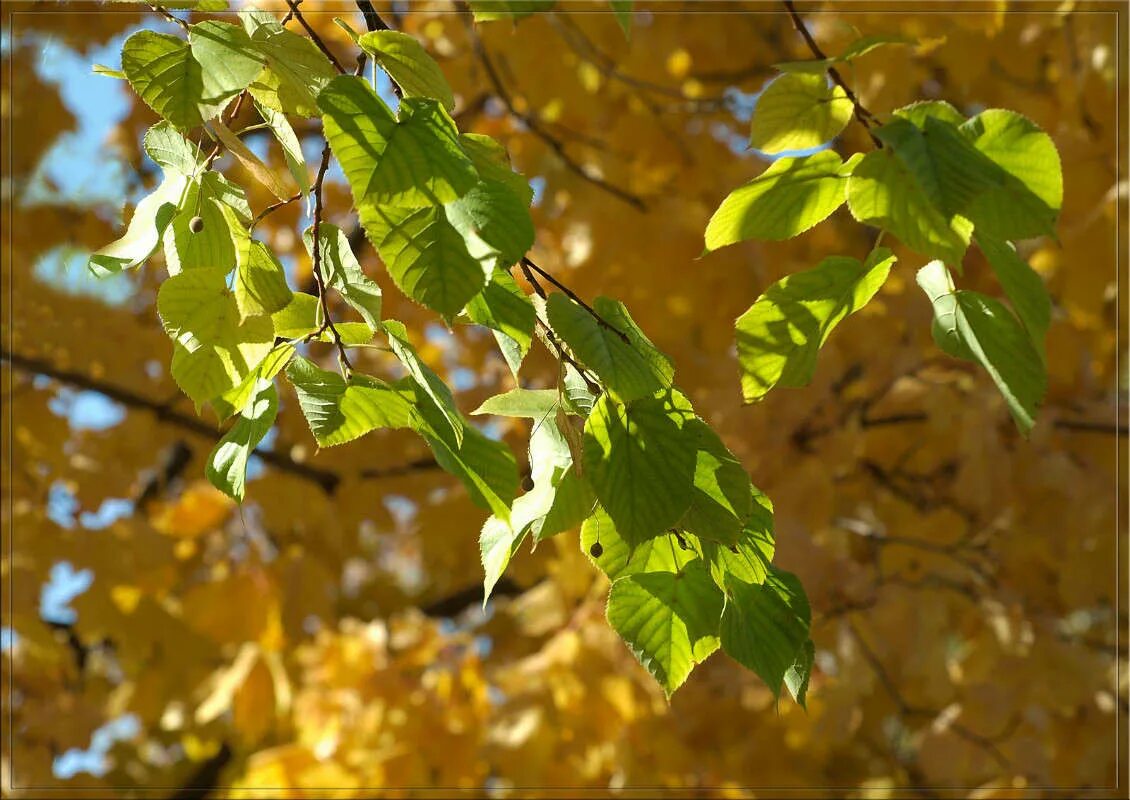 Fall equinox. 22. Потепление осень. Улица крылатская осенняя дом 22. Гатчинский парк.