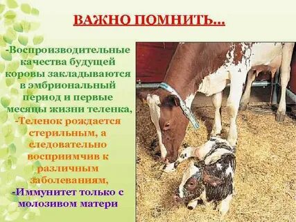 Можно есть корову