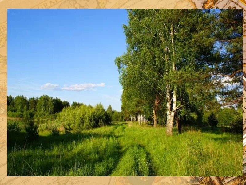 Мещера клепики. Национального парка мещера. мещера природа клепики. мещерский край паустовский. мещерский лес рязанская область.