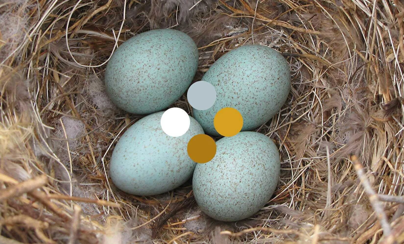 Какого цвета яйца птиц. Яйца птиц. Пятнистые птичьи яйца. Птичьи яйца маленькие. Голубые яйца.