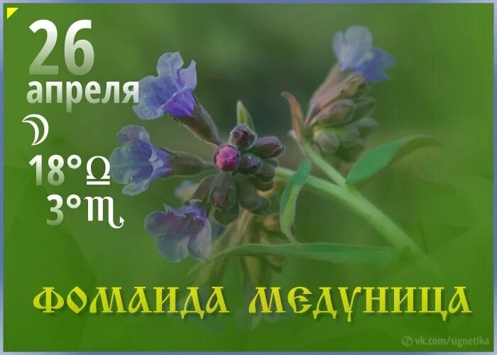 Фомаида Медуница (народный праздник).. Фомаида Медуница 26 апреля. Народные праздники 26 апреля Фомаида Медуница. Народный календарь. Фомаида Медуница.