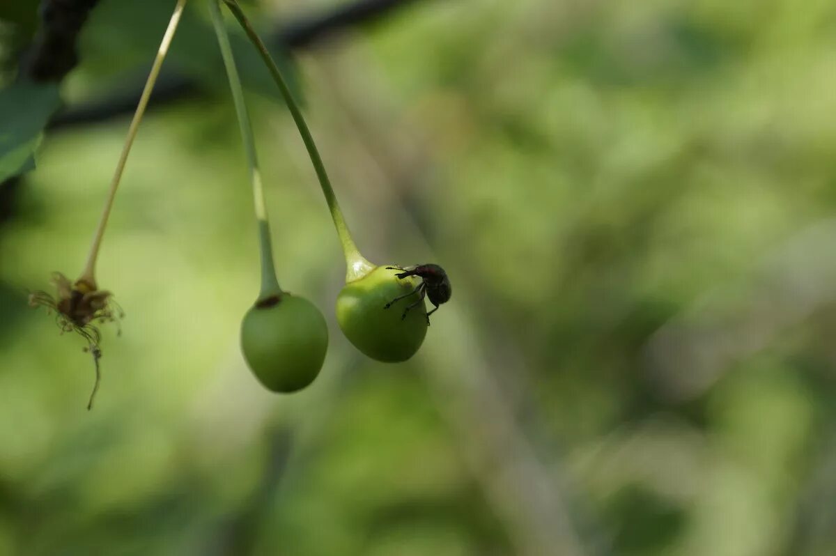 зеленые ягоды. киви берри фейхоа. фейхоа фрукт. крыжовник 1 ягода. актинидия фрукт.