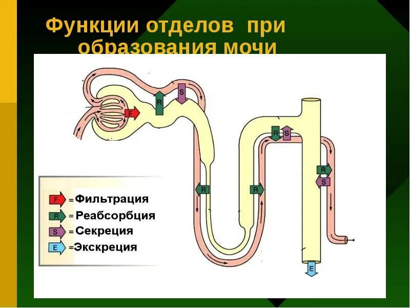 Строение нефрона реабсорбция фильтрация. Нефрон схема фильтрации и реабсорбции. Реабсорбция и секреция в нефроне. Процесс фильтрации крови в нефроне схема.