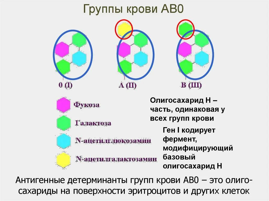 Ген группы крови. Детерминанты групп крови. Взаимодействие аллельных генов группы крови. Ав0 группа крови. Взаимодействие генов групп крови