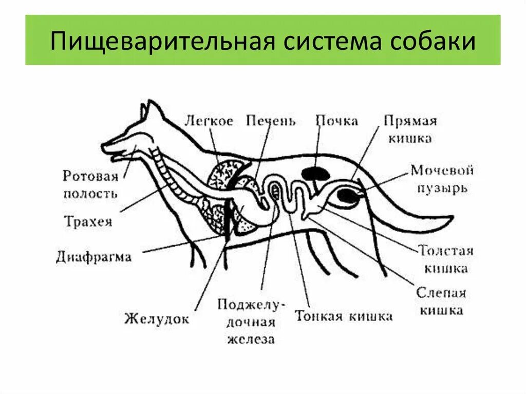 Внутреннее строение органов животных. Пищеварительная система млекопитающих собака. Внутреннее строение собаки пищеварительная система. Пищеварительная система собаки биология 6 класс. Строение пищеварительной системы собаки схема.