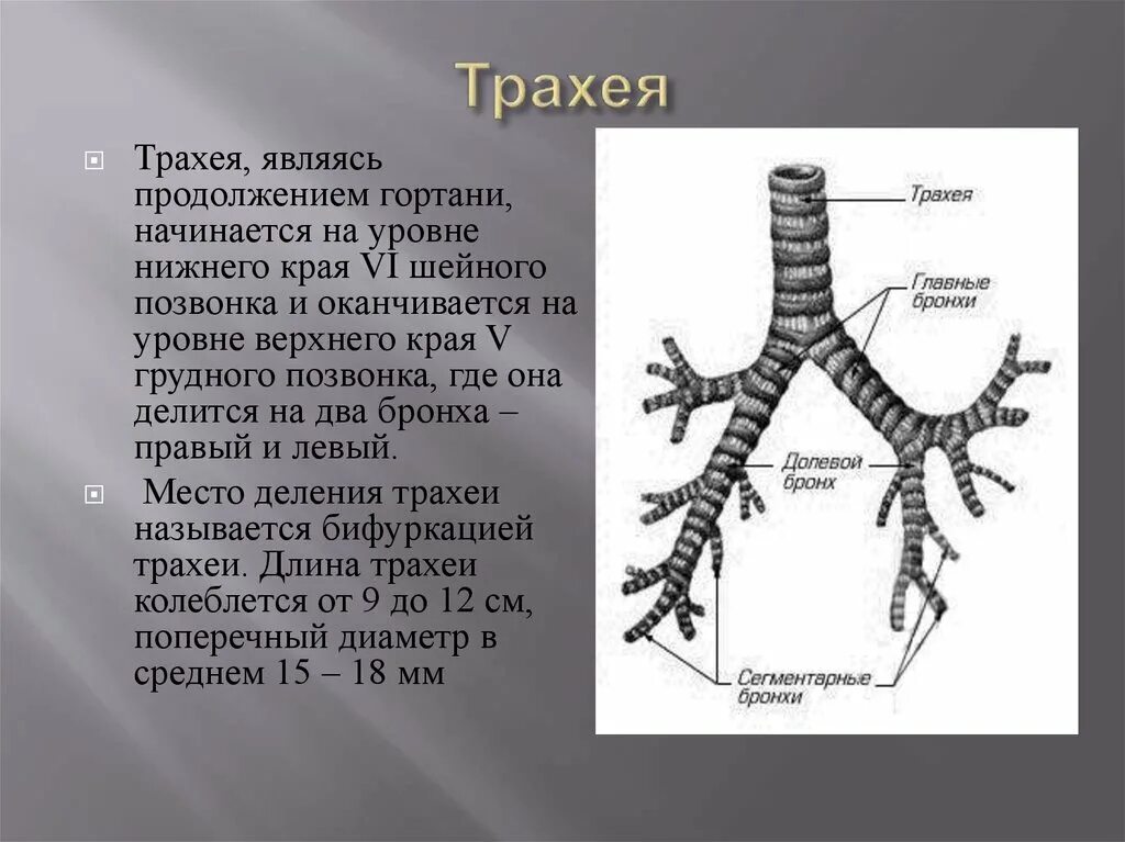 Что такое трахеи 8 класс. Что такое трахеи 8 класс
