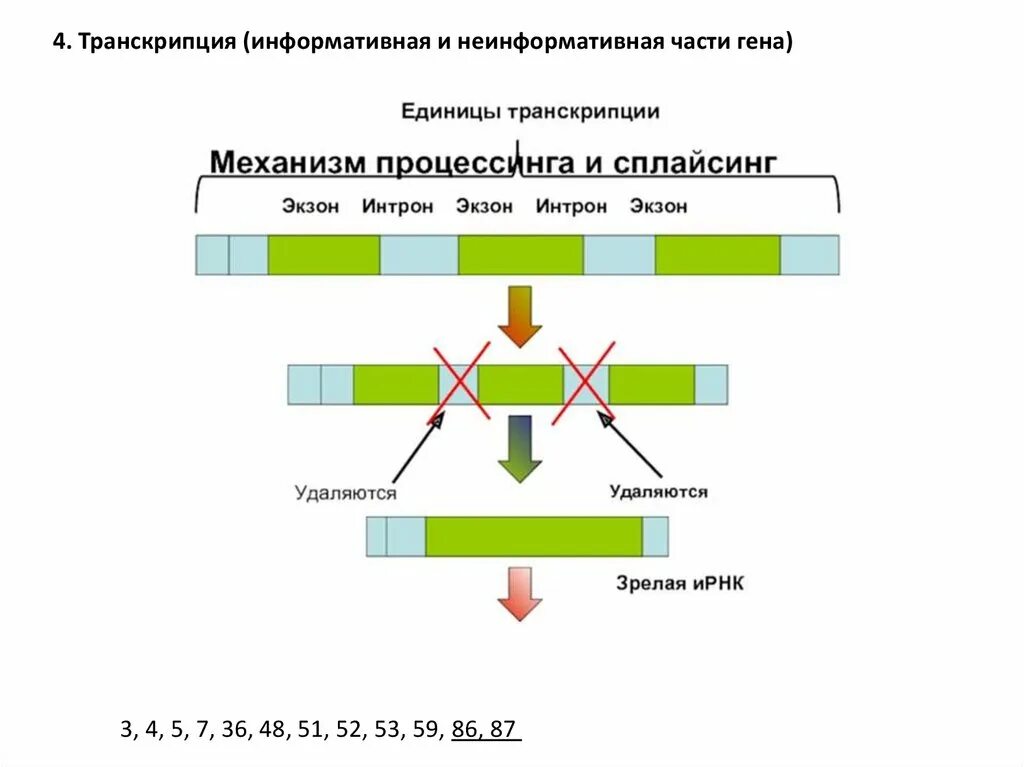 Интроны экзоны сплайсинг. Структура м РНК У эукариот. Строение Гена Интрон Экзон. Схема структуры Гена и процессинга и-РНК.