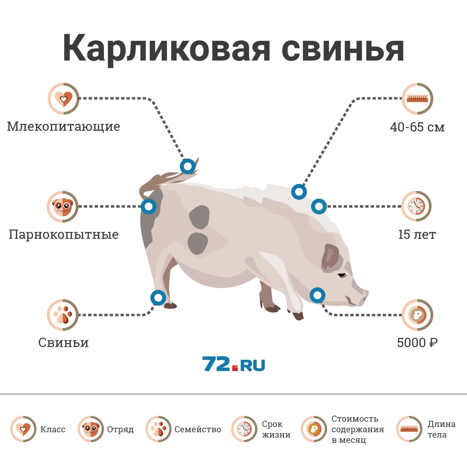 Продолжительность жизни свинки. Сколько лет живут свиньи. Продолжительность жизни поросенка. Продолжительность жизни свиней. Средняя Продолжительность жизни свиней.