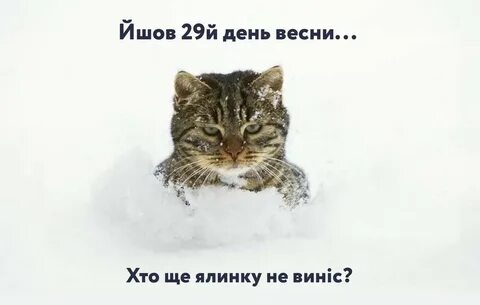 Смотрю на снег не на