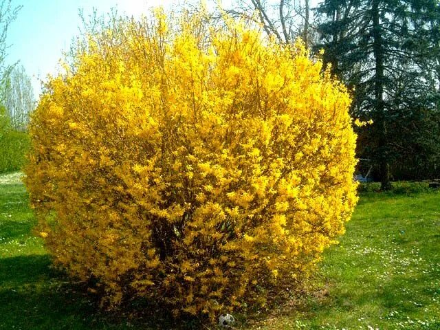 Форзиция промежуточная линвуд. Форзиция линвуд. форзиция goldzauber. форзиция lynwood.